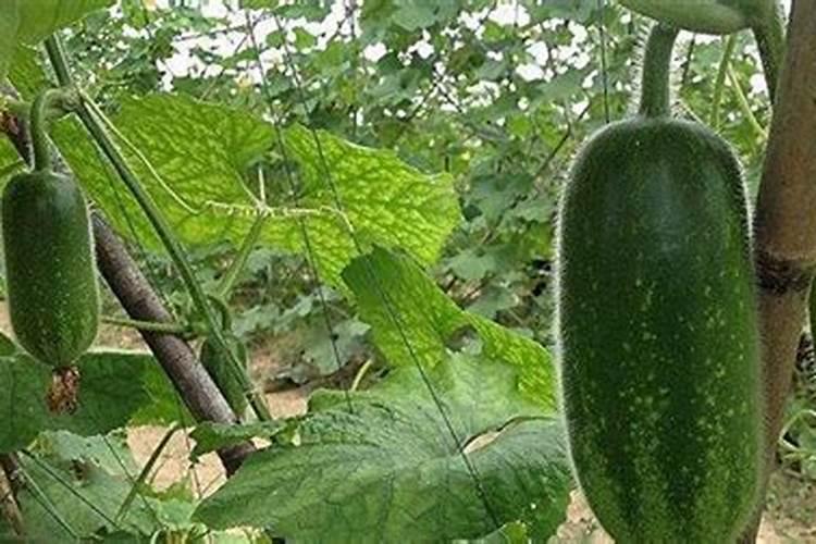 晚冬瓜种植管理要点是什么？该怎样做施肥管理呢？