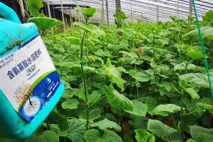 水溶肥是什么肥料,水溶肥料怎么使用效果更好