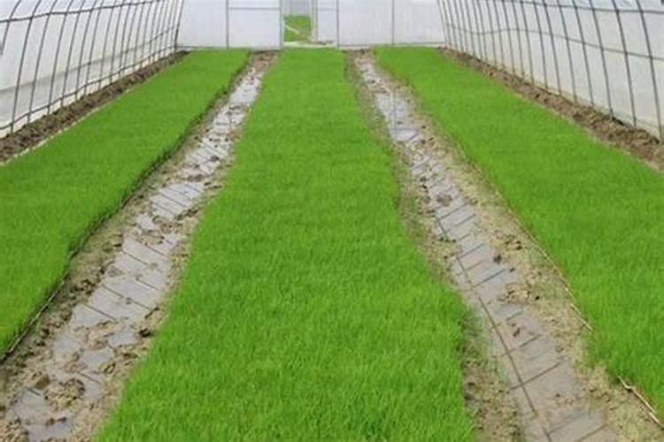 无土栽培水培苋菜,怎么样才能长的更好？