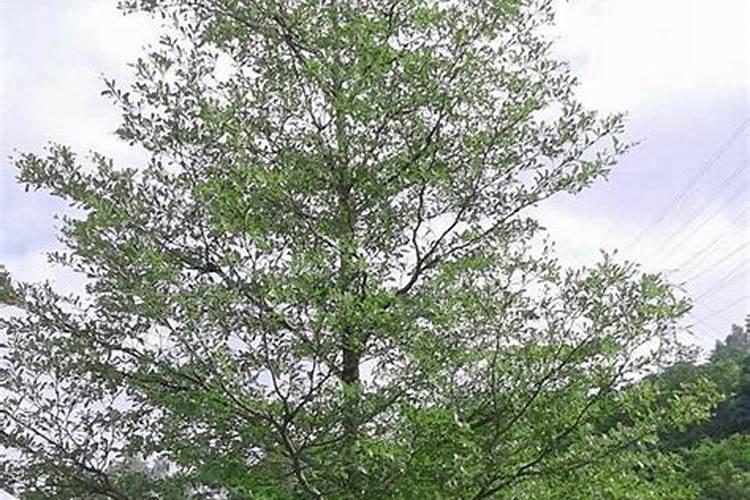 小叶榄仁的种植方法？