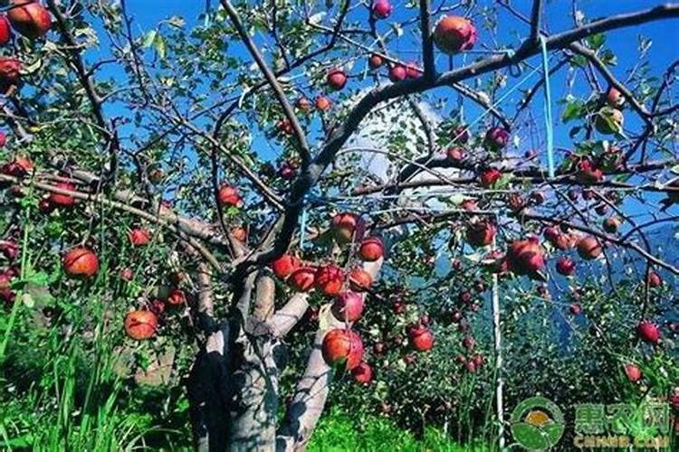 果树适用的叶面肥配方是怎样构成的