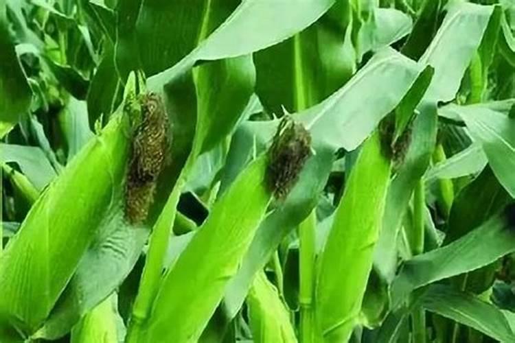 玉米五叶期喷什么叶面肥好