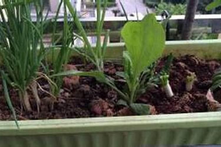 家里种菜多久施肥一次