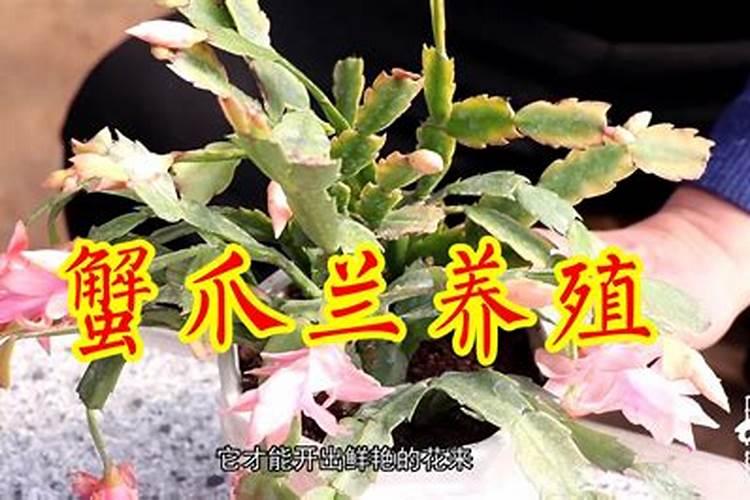 蟹爪兰开花应该用什么肥料 磷钾肥能促进花芽分化