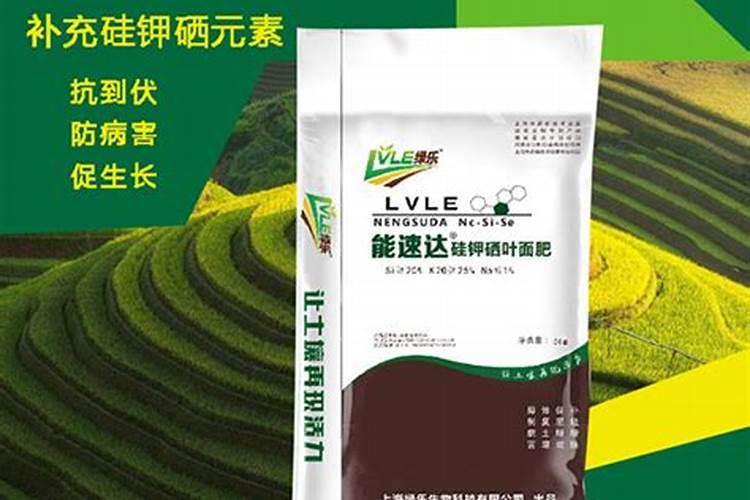 土豆开花后施什么肥料能提高产量