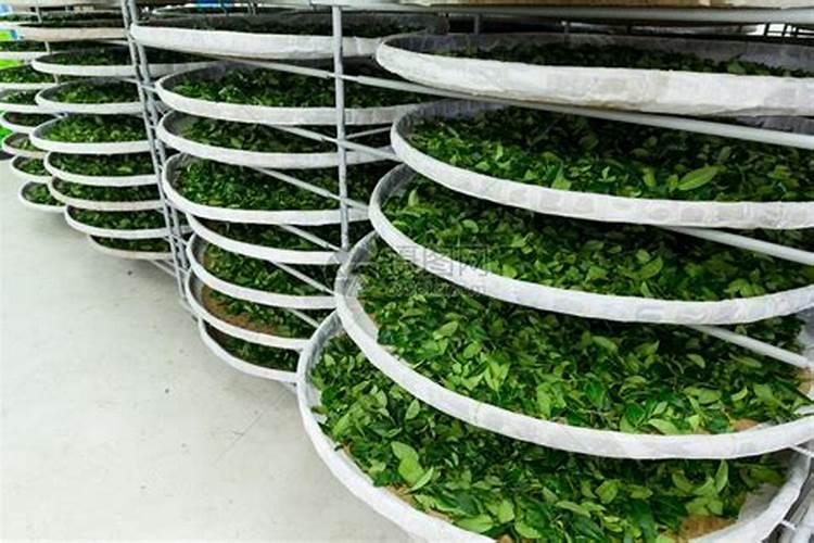 茶叶水要怎么弄才可以浇植物