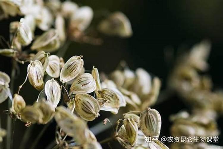 底肥一般用什么肥料