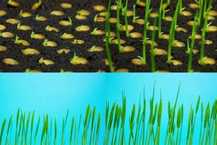 水稻生根叶面肥有哪些品种