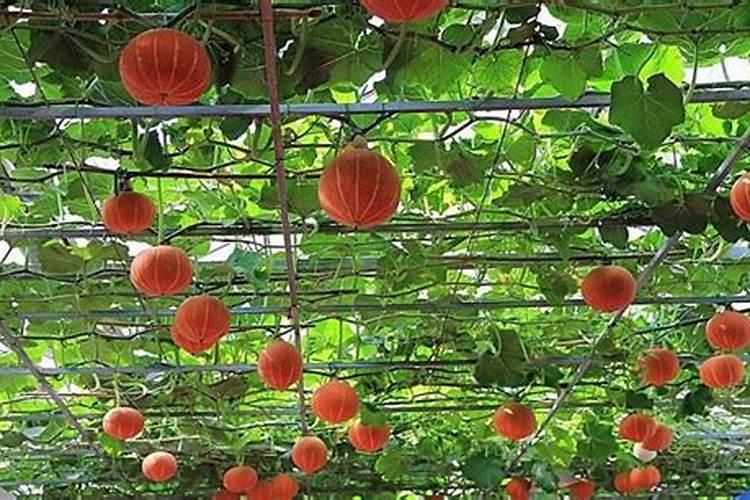 南瓜长蔓不结果是什么肥料多了？