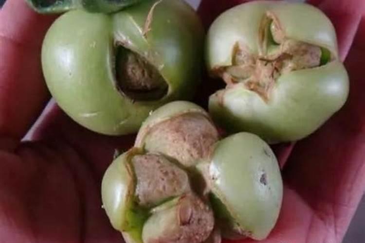草莓畸形果如何解决？