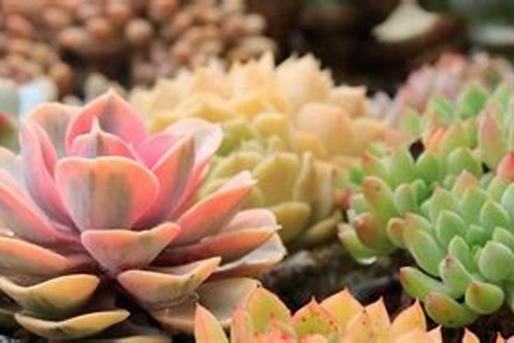 桂花的施肥方法用什么肥料？