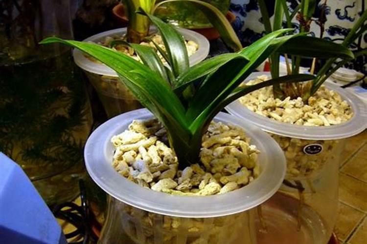 兰花能用氯化钾吗？