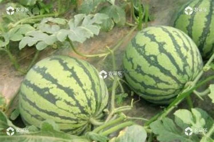 黄瓜什么时候浇水施肥