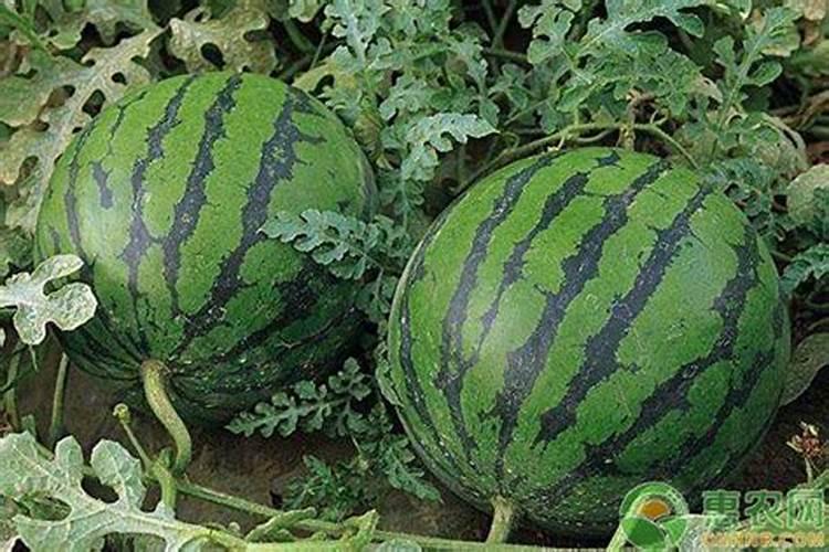 西瓜追肥用什么肥料 西瓜的种植方法