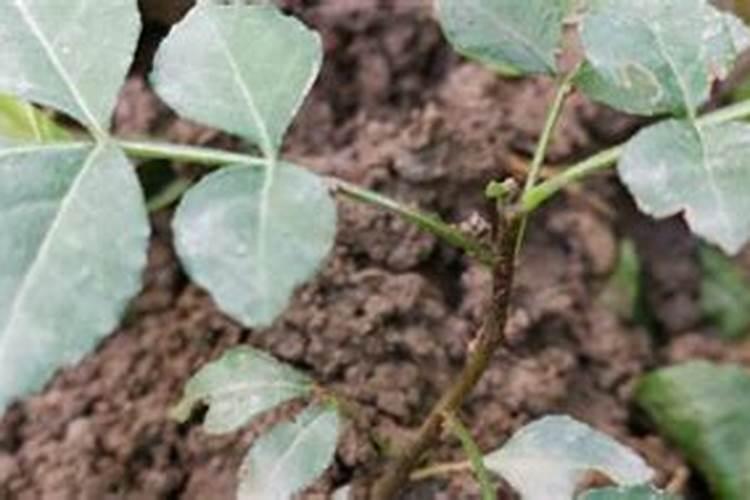怎么检验花椒树上打了草甘膦？