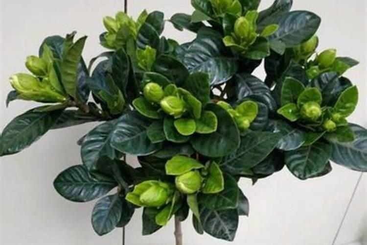 茶花怎么施肥 茶花施肥的方法