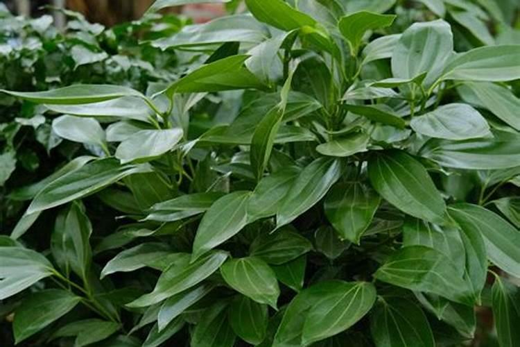 平安树跟茉莉花可以用一种肥吗