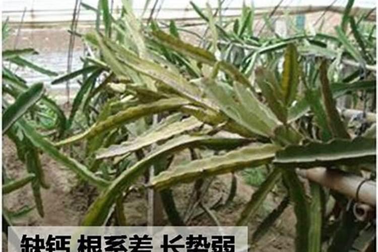 玉林黄龙果火龙果