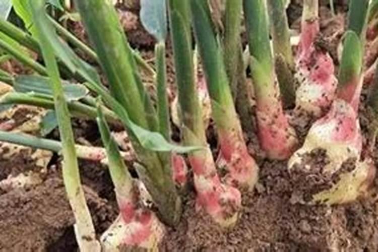 生姜施什么肥最高产,附种植方法和时间