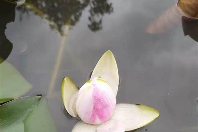 怎样给养鱼的睡莲施肥