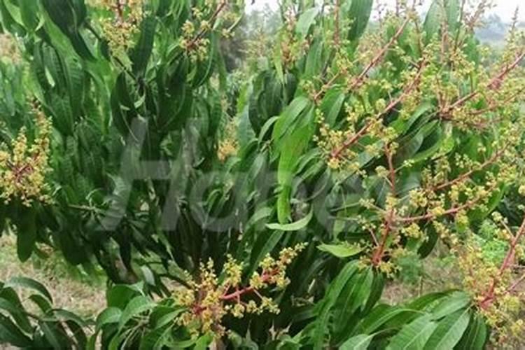 芒果用什么肥料能快速成长？施肥几次？
