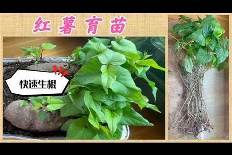 种植红薯的方法