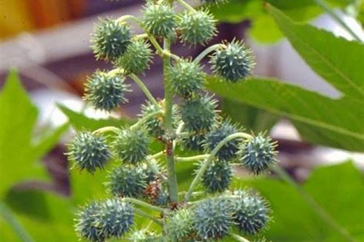请教养兰高手用做君子兰肥料的(麻子)是蓖麻子吗