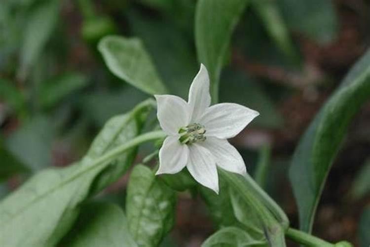 哪种花肥可施海椒开花结果期？