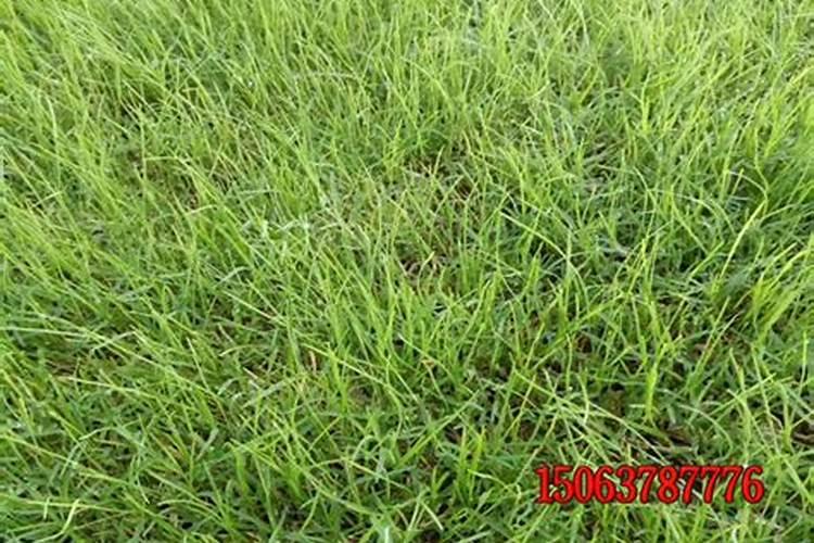 灌木和草坪养护施什么肥料