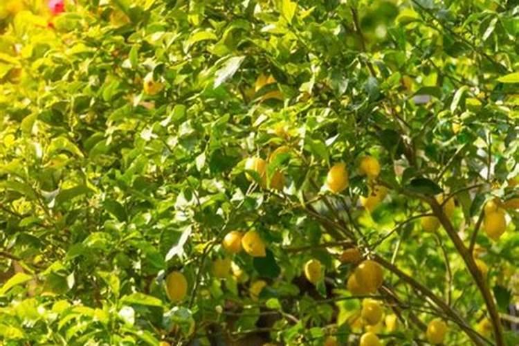 柠檬树用什么肥料好