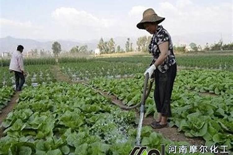 大量元素水溶肥怎么施用