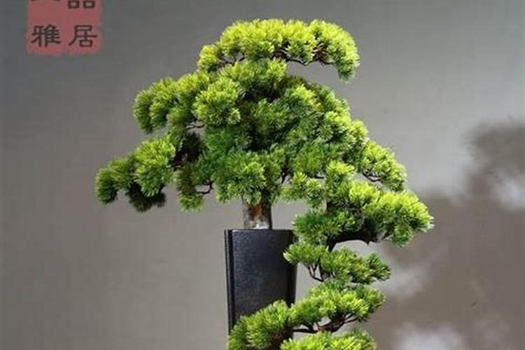 迎客松应该怎样浇水？