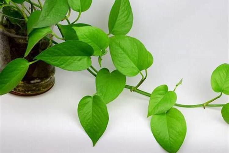 绿萝施氮肥多少比例