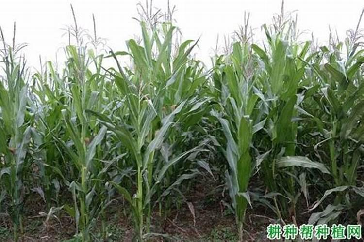 玉米缺锌是什么原因引起的？