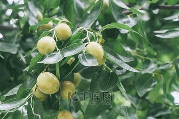 种鲜枣施什么肥