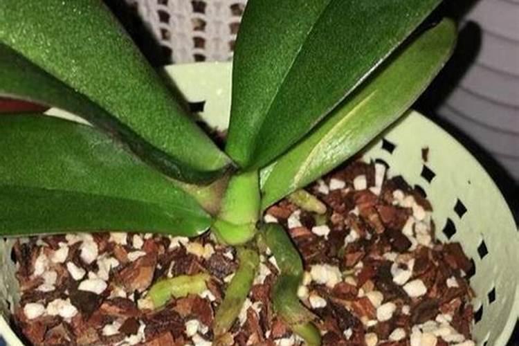 家养的蝴蝶兰到底该如何保养,几天浇一次水合适？