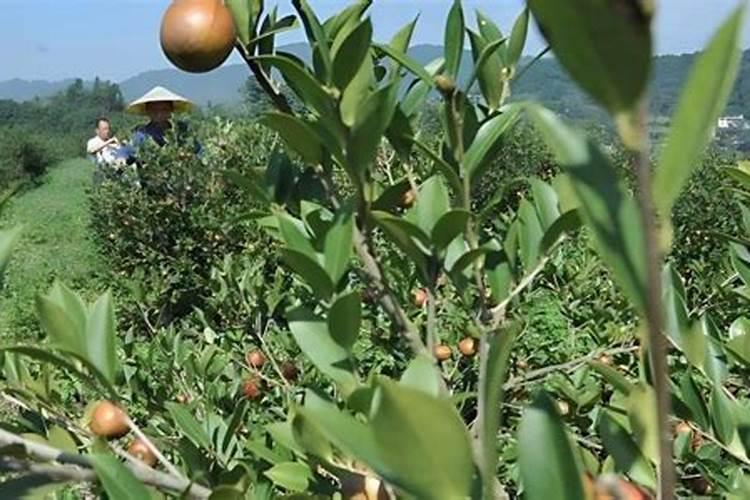 茶籽树适合种在什么样的土地？