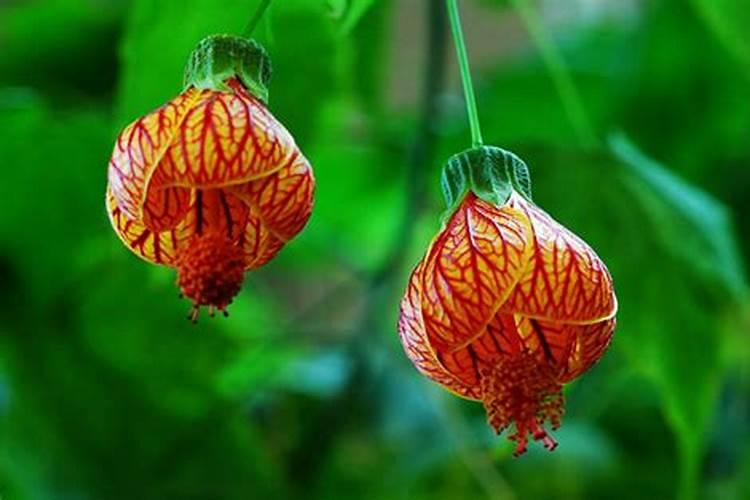 姑娘果多久浇一次水？