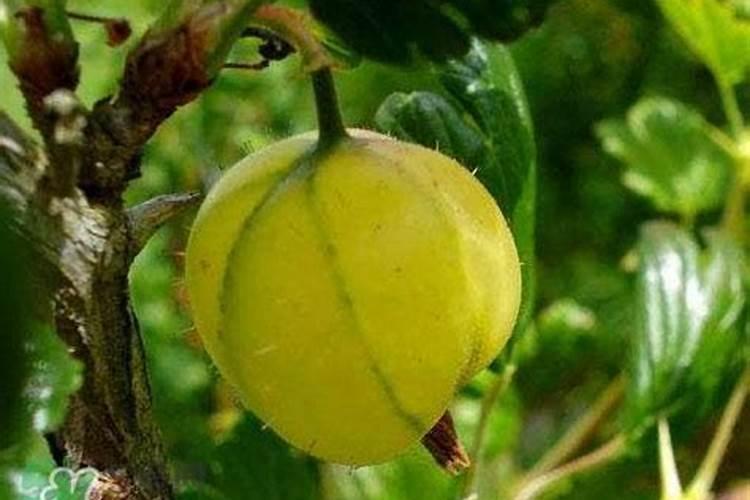 大棚灯笼果怎么浇水