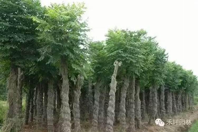 柿子树有哪几种增产施肥方法？