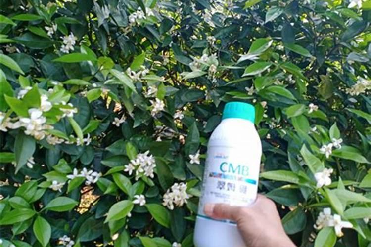 葡萄开花期间能不能既浇水又施硼肥呀