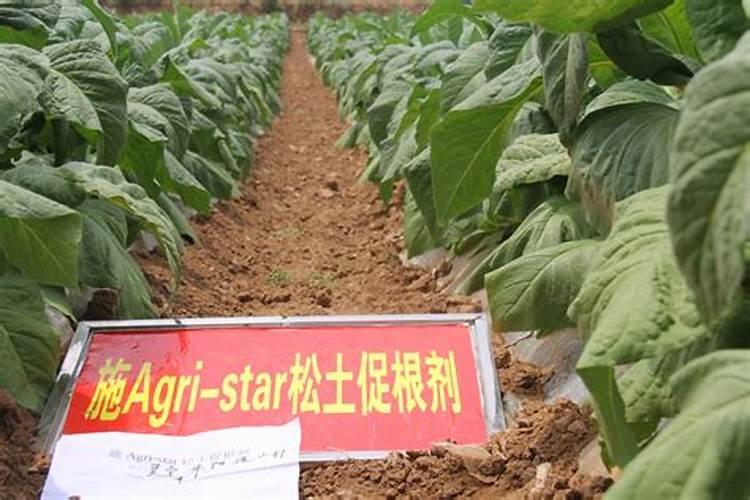 蒜苗叶子发黄施什么肥料