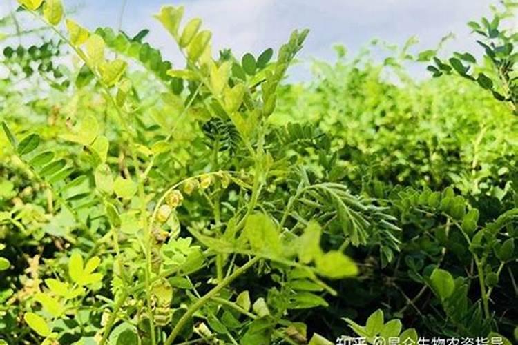 黄芪施什么肥料最好？