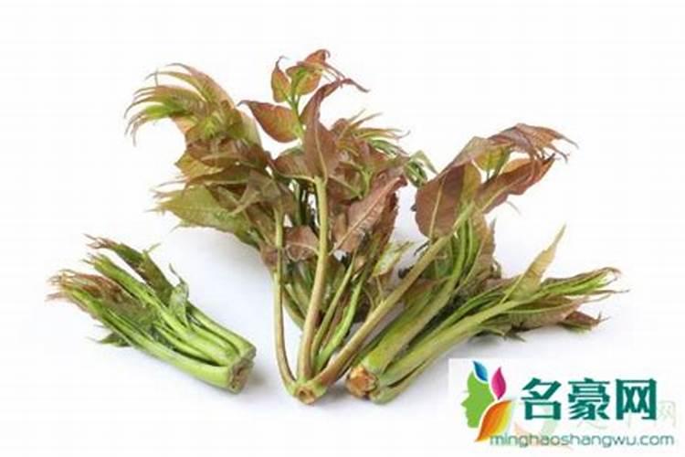 香椿树最忌三种肥料