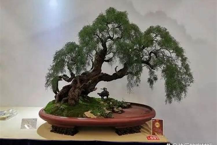 柽柳的栽培技术