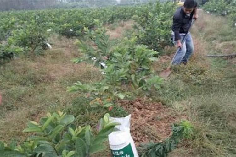 怎样早春大棚种植西瓜8424