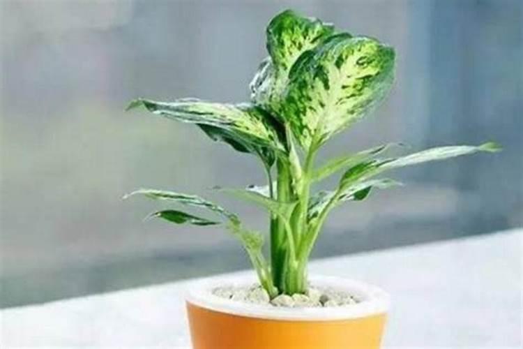 氨基酸水溶肥料的用法？