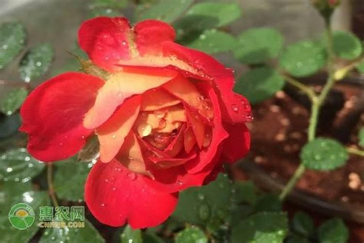 月季用尿素好还是复合肥好