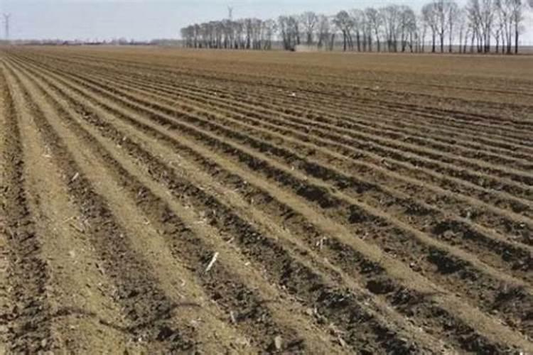 蒜苗叶子发黄怎么回事？怎么防治？