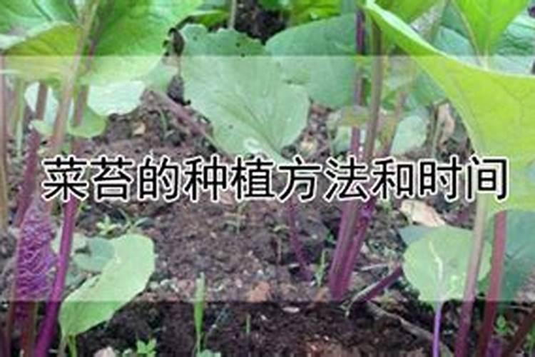 矮脚青菜与西兰花能否连茬种植吗？
